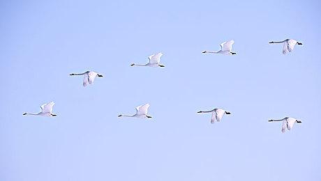 《河洛群侠传2》明教介绍 关键人物和剧情悬念